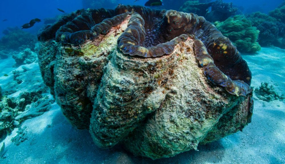 En la Gran Barrera de Coral, se pueden ver ocho de las doce especies de almejas gigantes del mundo. En la Gran Barrera de Coral, se pueden ver ocho de las doce especies de almejas gigantes del mundo.