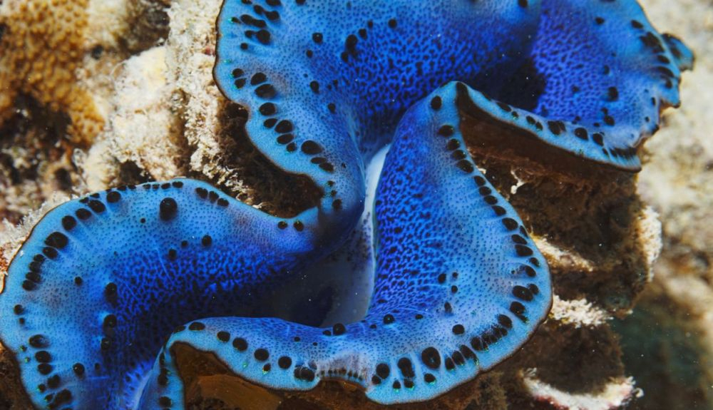 Las almejas gigantes del Mar Rojo también están amenazadas por el cambio climático. Las almejas gigantes del Mar Rojo también están amenazadas por el cambio climático.
