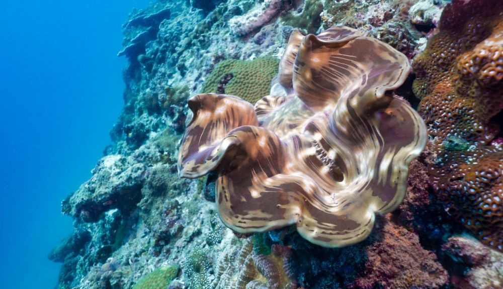 Almeja gigante en un arrecife de coral poco profundo. Almeja gigante en un arrecife de coral poco profundo.