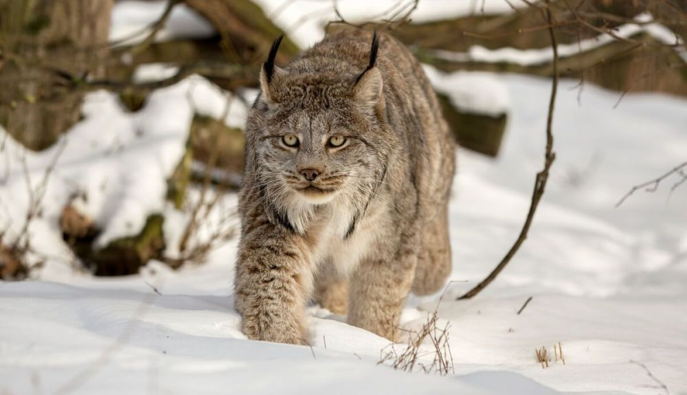 El lince canadiense está clasificado como de menor preocupación. El lince canadiense está clasificado como de menor preocupación.