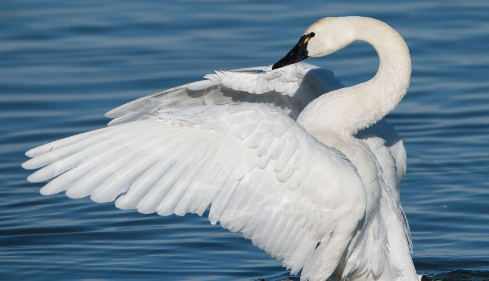 El cisne de la tundra migra a Alaska cada primavera. El cisne de la tundra migra a Alaska cada primavera.