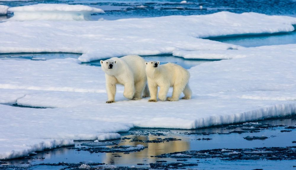 El oso polar es uno de los animales del Ártico más conocido. El oso polar es uno de los animales del Ártico más conocido.
