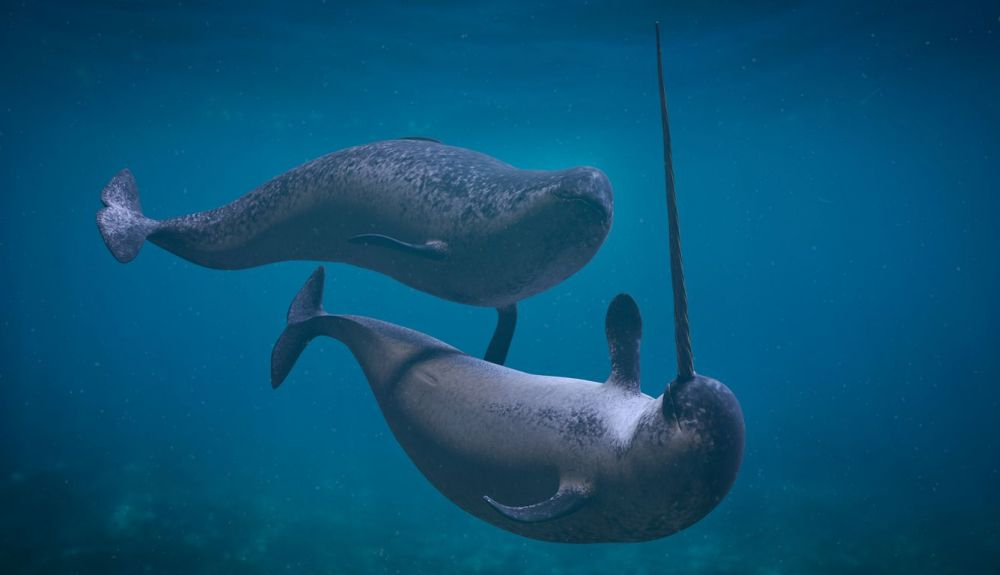 Pareja de narvales, jugando en el océano. Pareja de narvales, jugando en el océano.