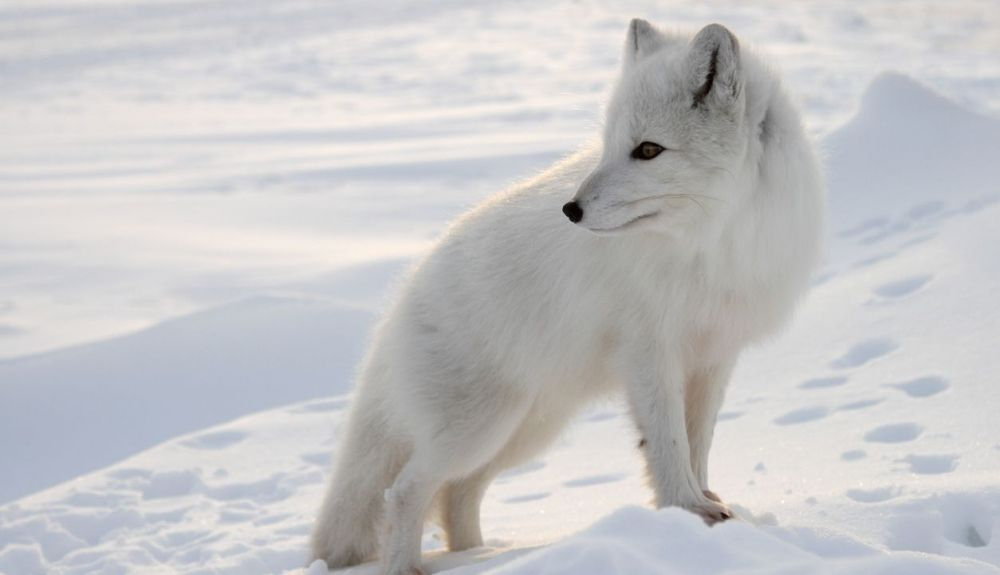 El zorro ártico llegó a Islandia en la Edad de Hielo. El zorro ártico llegó a Islandia en la Edad de Hielo.