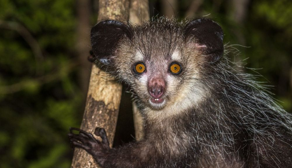 Este primate es un animal endémico de Madagascar. Este primate es un animal endémico de Madagascar.