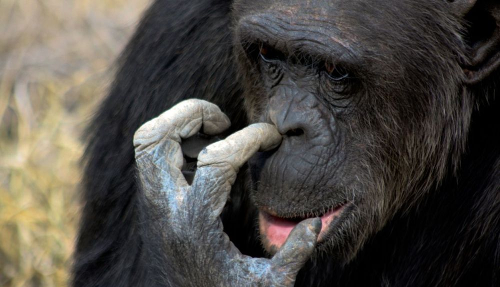 Hurgarse la nariz es muy común en los primates. Hurgarse la nariz es muy común en los primates.