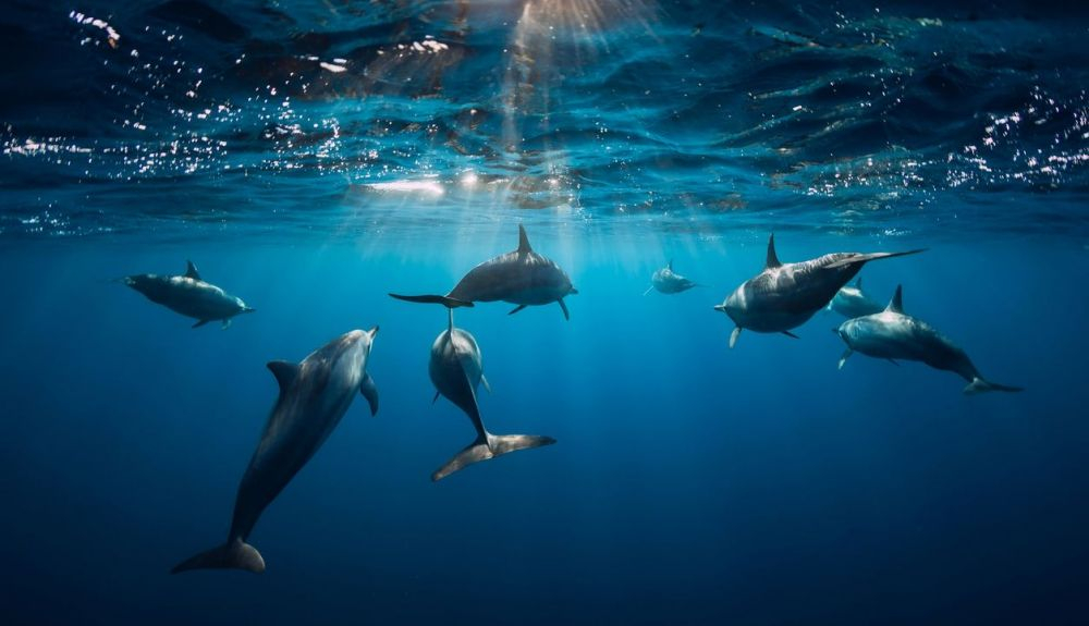 Los sonidos de la ecolocalización son tan fuertes que los oídos de los delfines están protegidos. Los sonidos de la ecolocalización son tan fuertes que los oídos de los delfines están protegidos.