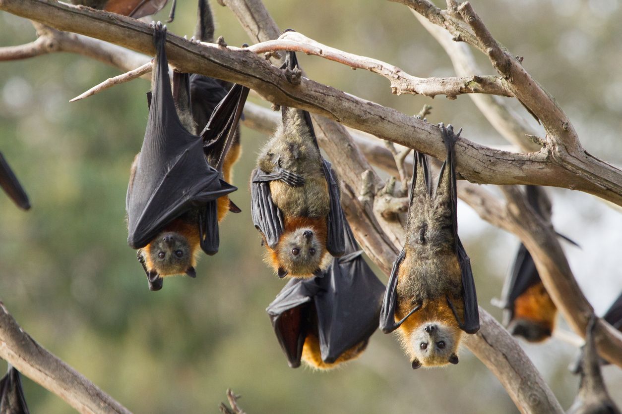 Los murciélagos son animales que usan la ecolocalización.