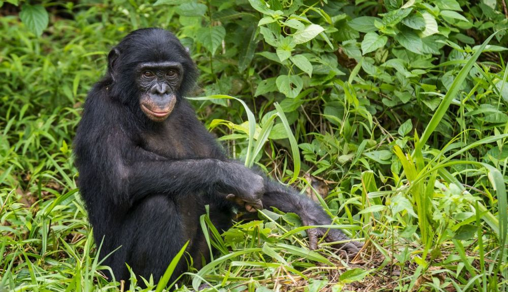 El VIH 1 está estrechamente relacionado con la cepa de SIV, que se encuentra en los chimpancés. El VIH 1 está estrechamente relacionado con la cepa de SIV, que se encuentra en los chimpancés.