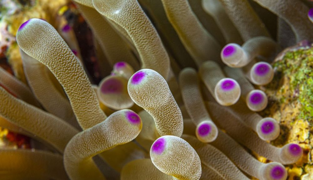 Las anémonas de mar poseen esqueletos hidrostáticos. Las anémonas de mar poseen esqueletos hidrostáticos.