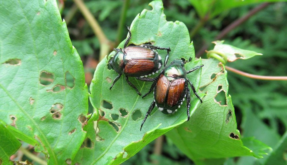 Los invertebrados son los animales más numerosos y variados de la Tierra. Los invertebrados son los animales más numerosos y variados de la Tierra.