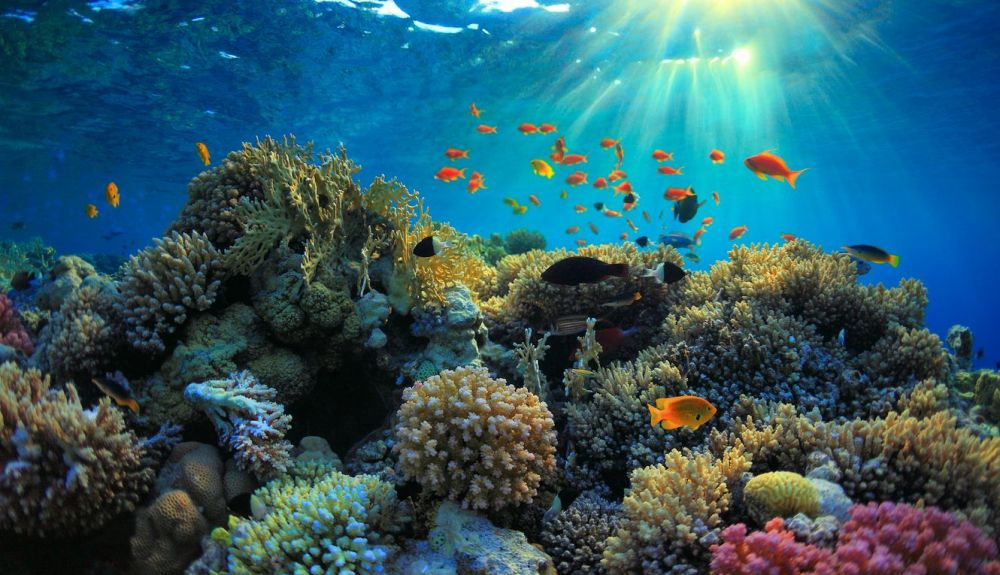 Un ejemplo de colonia marina de invertebrados. Un ejemplo de colonia marina de invertebrados.