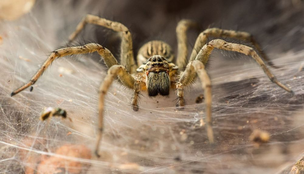 Las arañas comen otros insectos. Las arañas comen otros insectos.