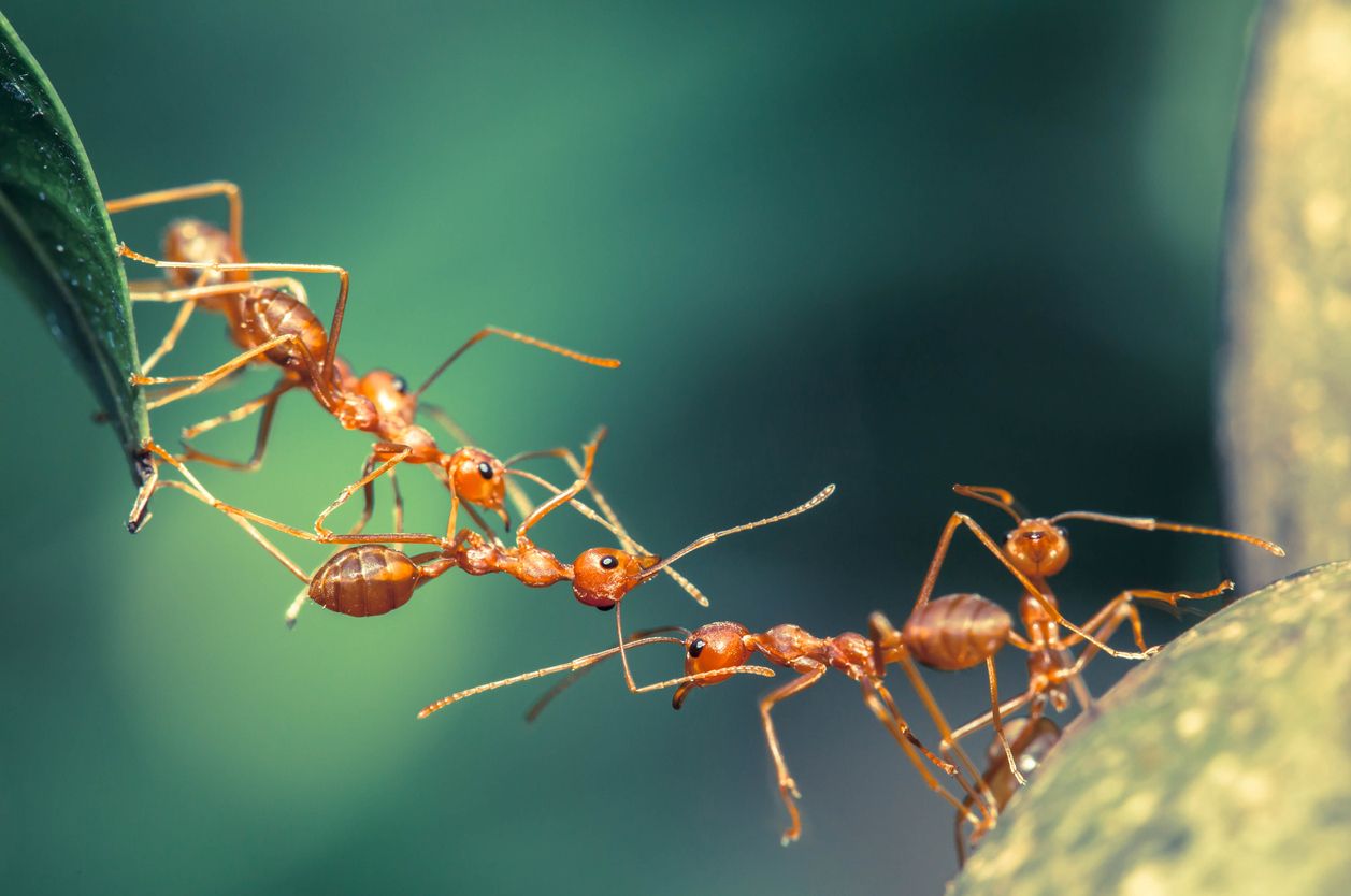 Entre las curiosidades de los invertebrados, figura la formación de colonias, como hacen las hormigas.