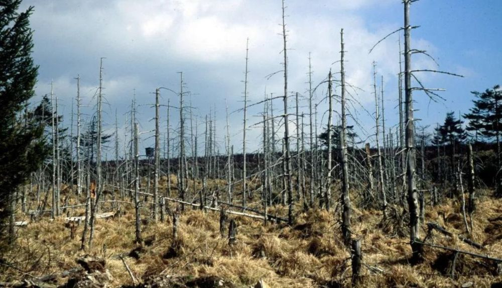 Un bosque en la República Checa, diezmado por la lluvia ácida de una central eléctrica cercana. Un bosque en la República Checa, diezmado por la lluvia ácida de una central eléctrica cercana.