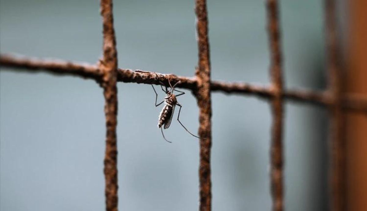 El mosquito Anopheles stephensi prospera en entornos urbanos.