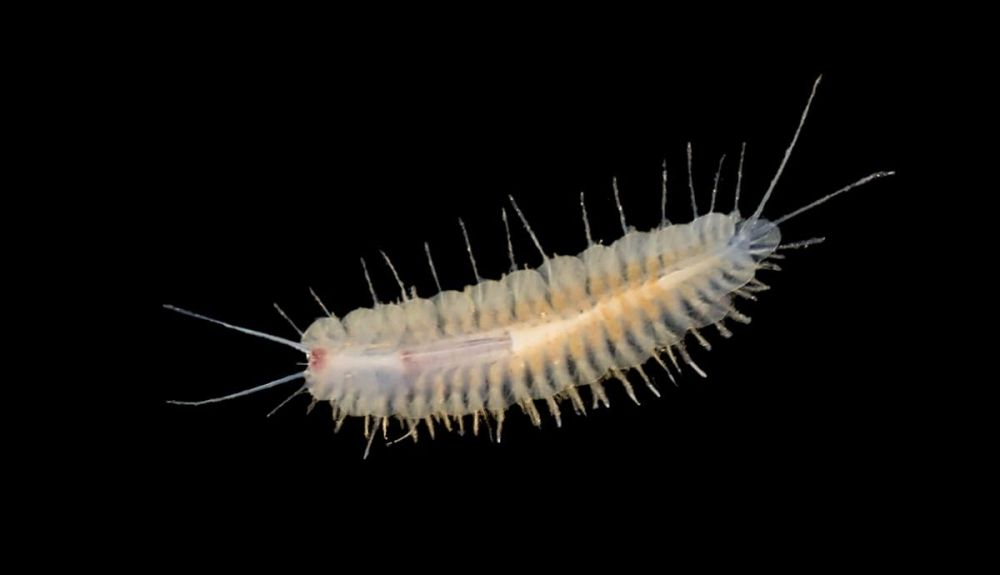 El gusano marino se encuentra a unos 15 metros de profundidad.