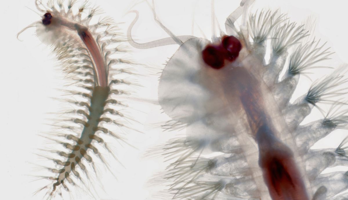 Este gusano marino ha recibido el nombre de Pollentia perezi.