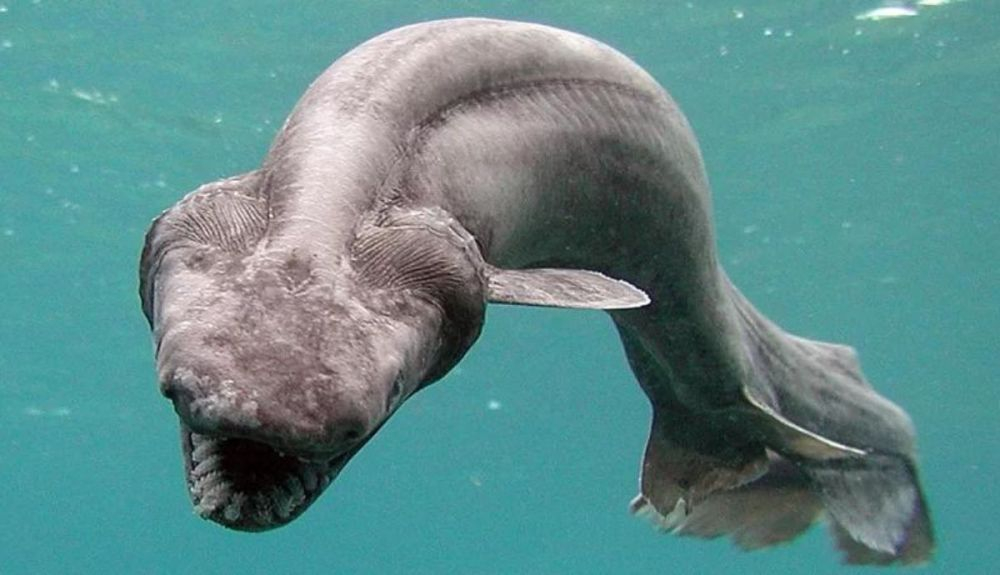 El tiburón anguila se encuentra en profundidades de entre 50 y 200 metros. El tiburón anguila se encuentra en profundidades de entre 50 y 200 metros.