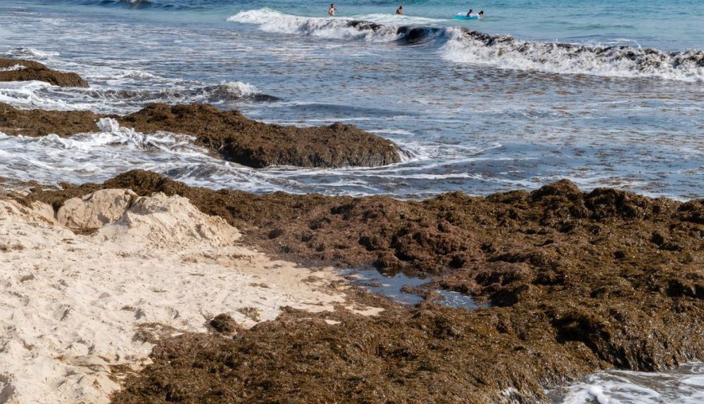 Rugulopteryx okamurae se ha extendido rápidamente por playas como la de Tarifa. Rugulopteryx okamurae se ha extendido rápidamente por playas como la de Tarifa.