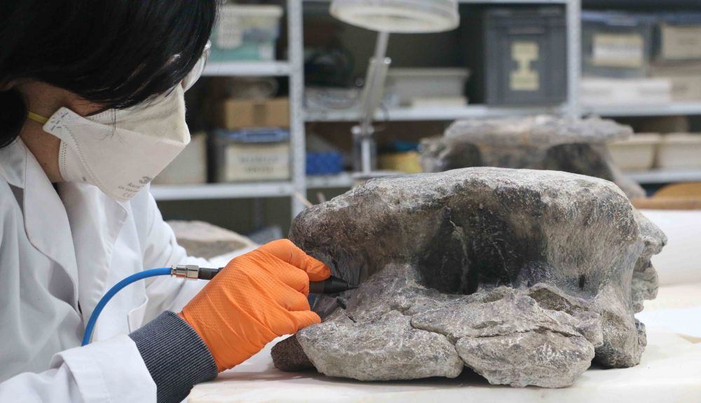 Este dinosaurio puede llegar a tener hasta 80 vértebras caudales. Este dinosaurio puede llegar a tener hasta 80 vértebras caudales.