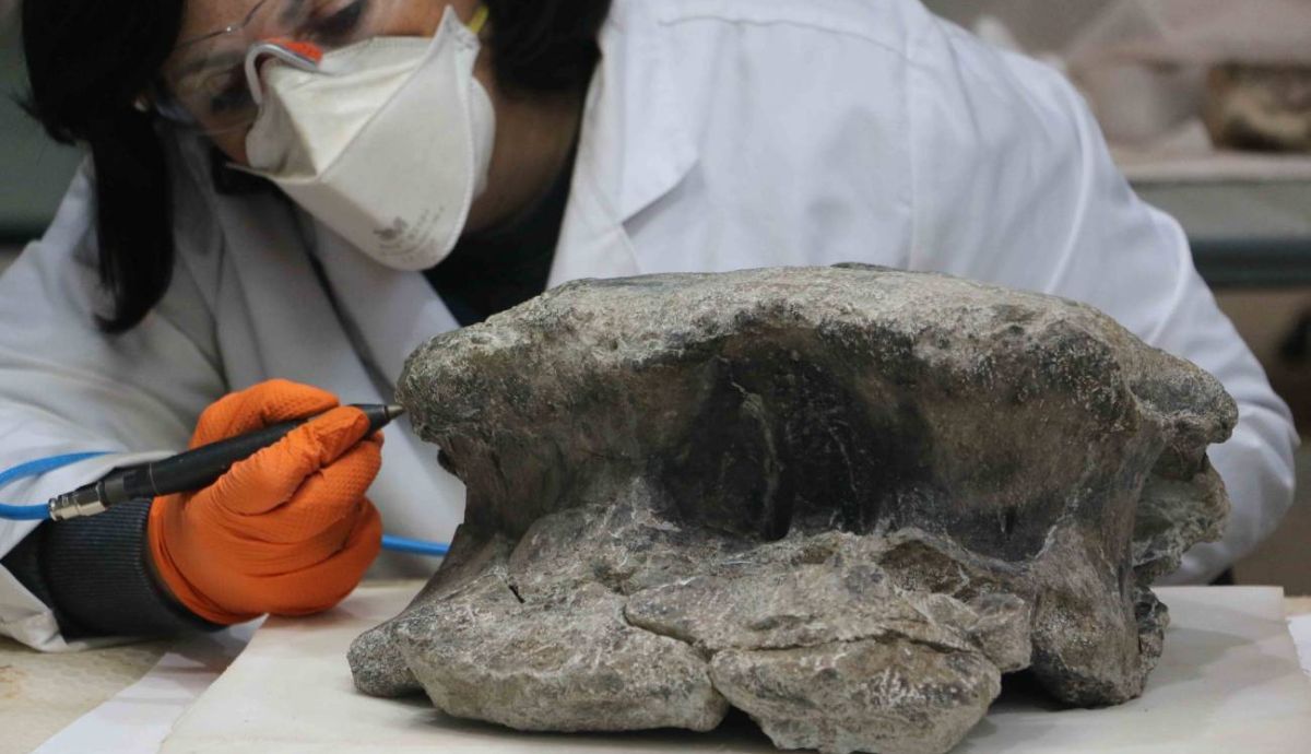 Preparación de algunas de las vértebras del dinosaurio de El Carrillejo en el laboratorio.