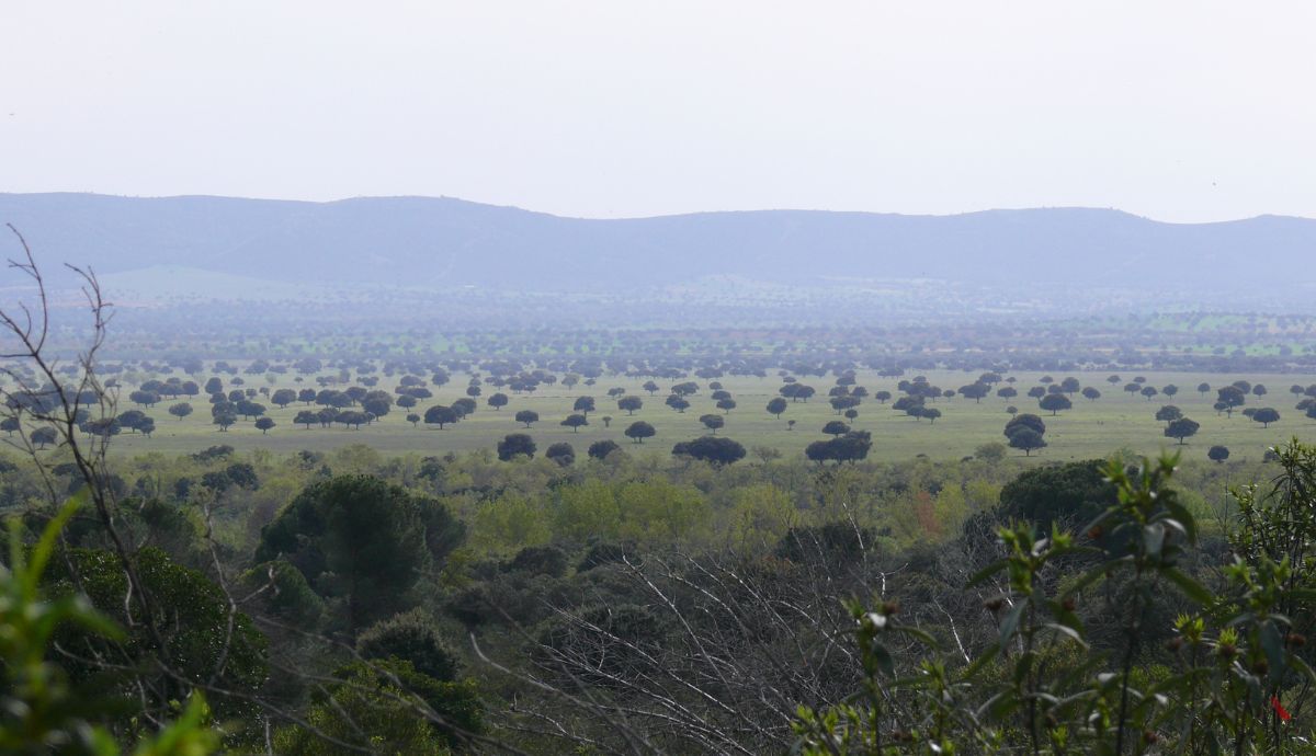La investigación sobre las encinas se realizó en el Parque Nacional de Cabañeros.
