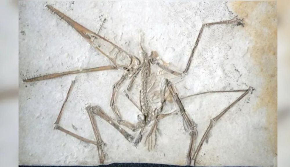Fósil de pterosaurio. Fósil de pterosaurio.