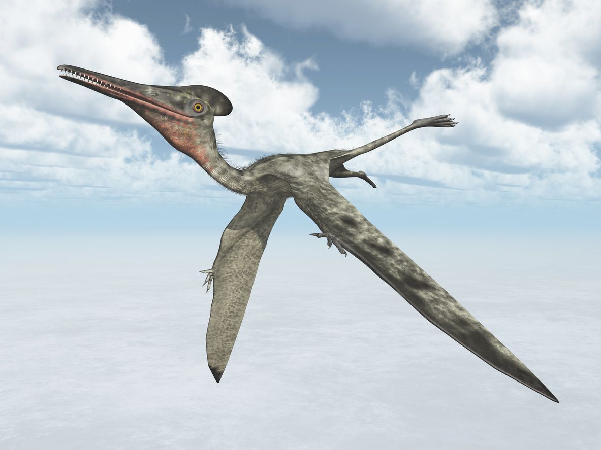 Los pterodáctilos tenían cuellos largos y, a veces, disponían de bolsas en la garganta.