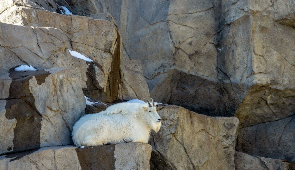 Se ha detectado una baja densidad de población de estos animales en la zona. Se ha detectado una baja densidad de población de estos animales en la zona.