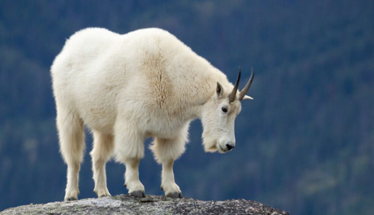 Los investigadores sospechan que la desaparición de las cabras se puede deber al cambio climático. Los investigadores sospechan que la desaparición de las cabras se puede deber al cambio climático.