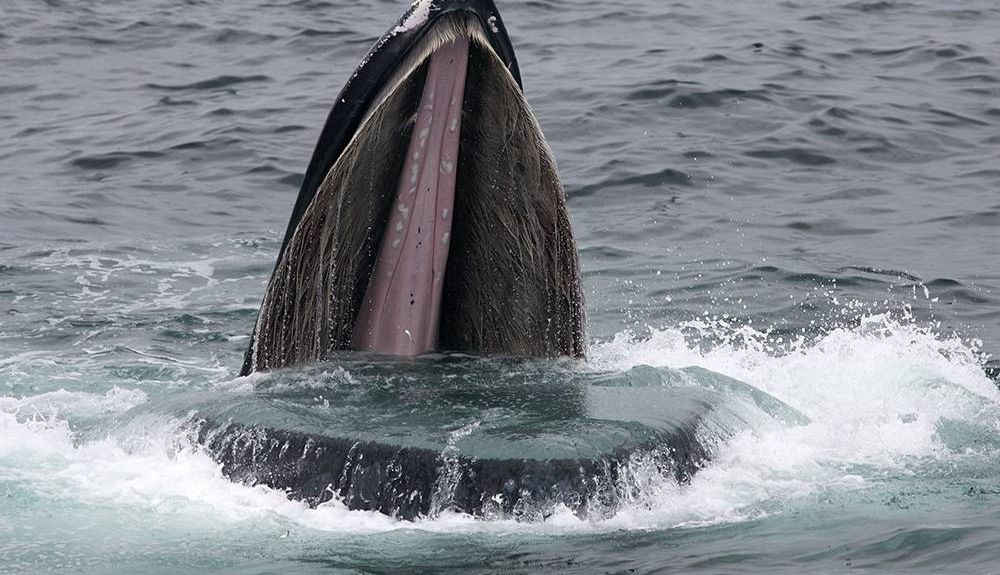 Una ballena jorobada se alimenta de peces en el Santuario Marino Nacional de Stellwagen Bank. Una ballena jorobada se alimenta de peces en el Santuario Marino Nacional de Stellwagen Bank.