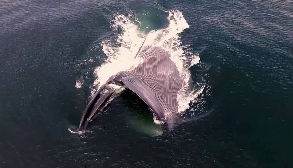Una ballena azul se alimenta de kril en la costa de California.