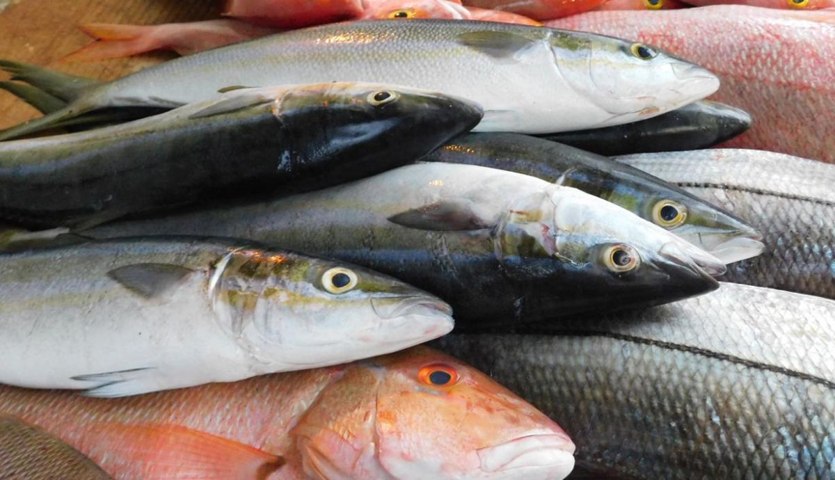 El estudio muestra que un mayor consumo de pescado azul se asocia con un riesgo más bajo de aparición de dolor después de cinco años.