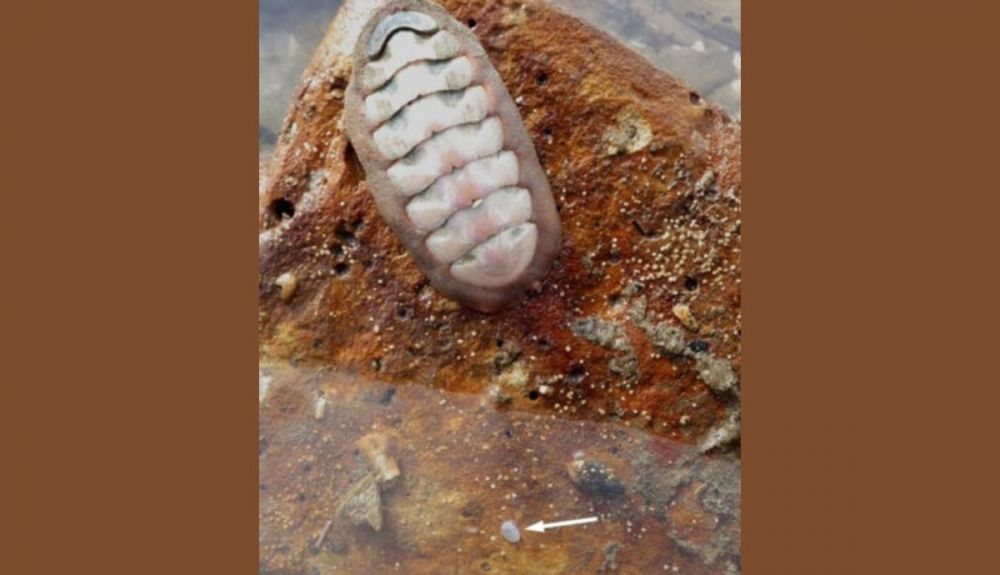 Una almeja Cymatioa cooki (flecha) junto a un quitón en Naples Point, California. La minúscula almeja mide solo unos 11 milímetros de largo. Una almeja Cymatioa cooki (flecha) junto a un quitón en Naples Point, California. La minúscula almeja mide solo unos 11 milímetros de largo.