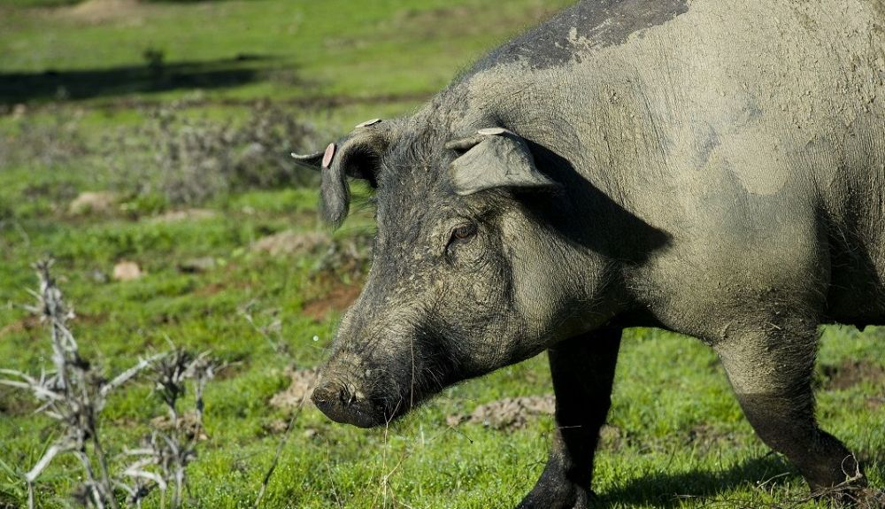 Los cerdos aquí se alimentan de hasta diez kilos de bellotas al día. Los cerdos aquí se alimentan de hasta diez kilos de bellotas al día.