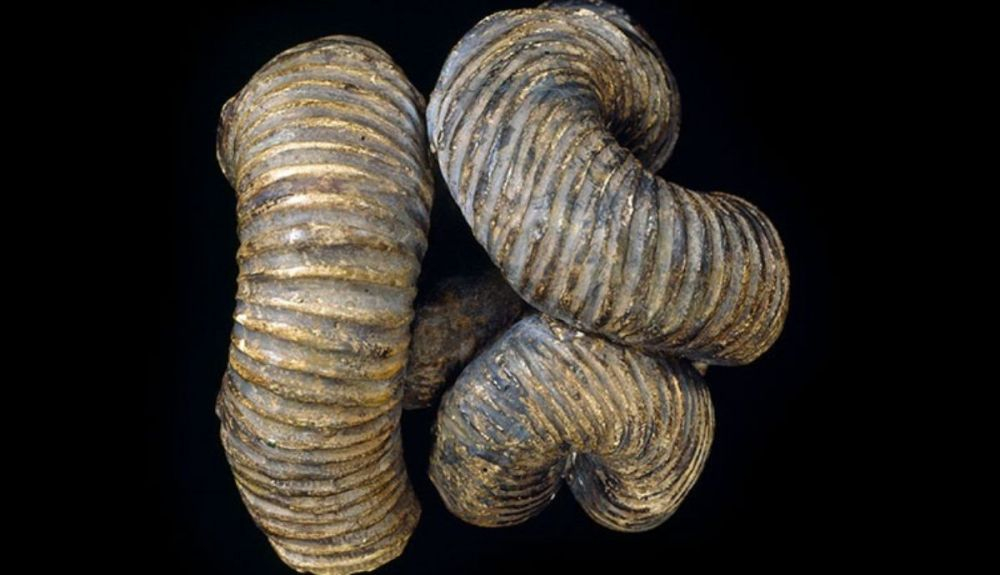 Las amonitas de Nipponites mirabilis crecieron en una forma de nudo inusual, en lugar de una espiral.