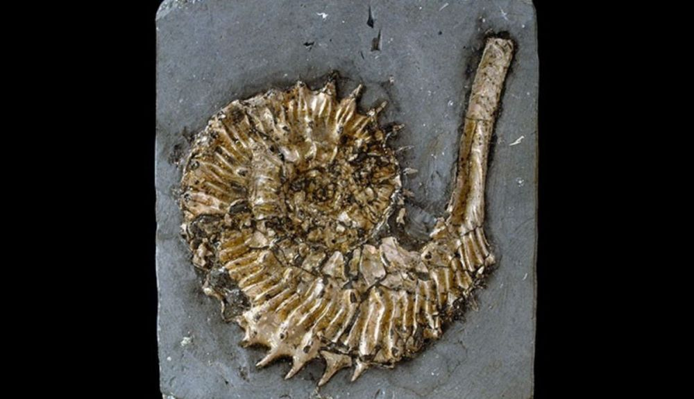 Esta Kosmoceras phaeinum es un macho.