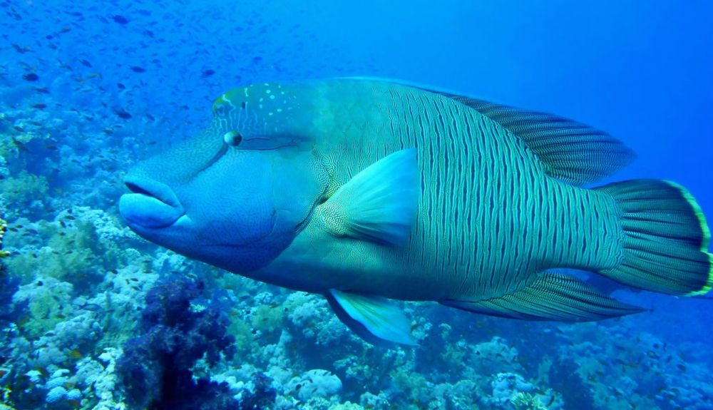 El pez napoleón es una víctima de la pesca ilegal generalizada. El pez napoleón es una víctima de la pesca ilegal generalizada.