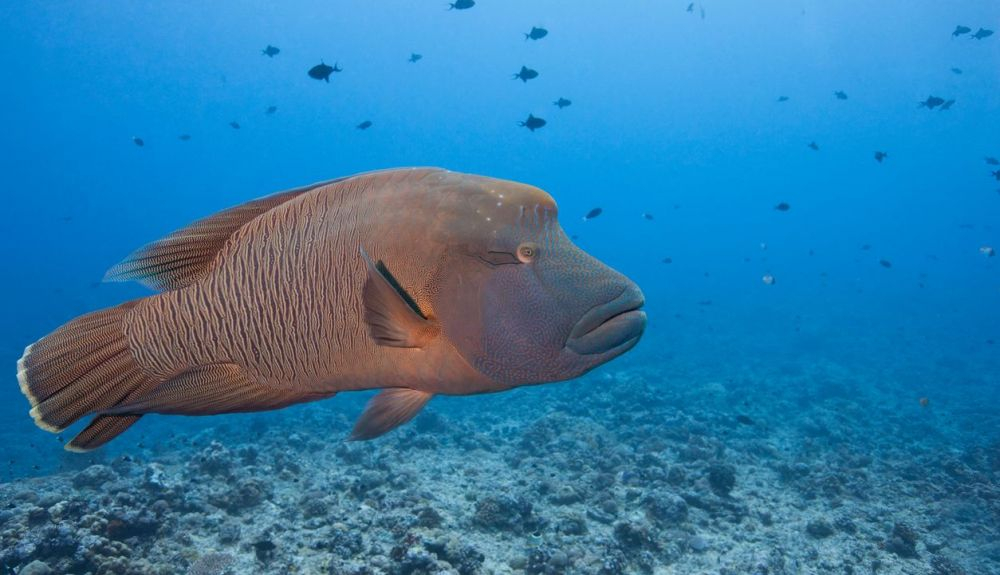 La pesca de este animal está regulada internacionalmente por el CITES. La pesca de este animal está regulada internacionalmente por el CITES.