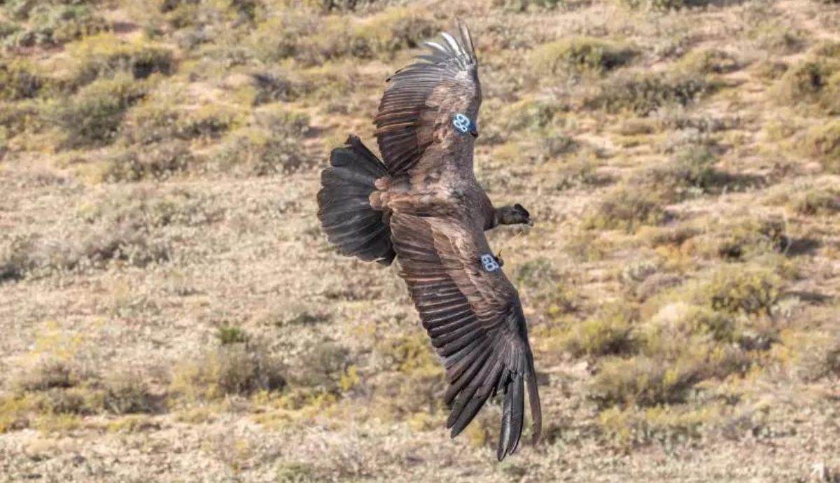 El cóndor de los Andes es una especie catalogada como vulnerable.