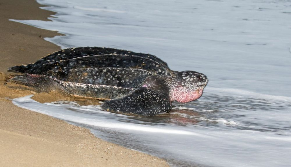 La tortuga laúd es tan antigua como los dinosaurios. La tortuga laúd es tan antigua como los dinosaurios.