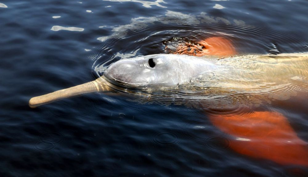 Un ejemplar de delfín del Amazonas. Un ejemplar de delfín del Amazonas.