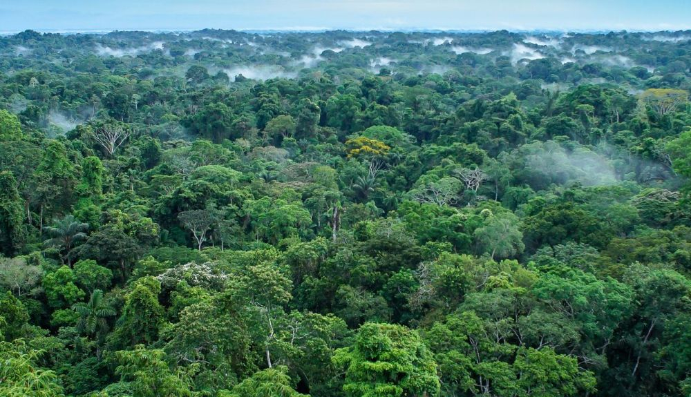 Hermoso paisaje de la selva tropical amazónica. Hermoso paisaje de la selva tropical amazónica.
