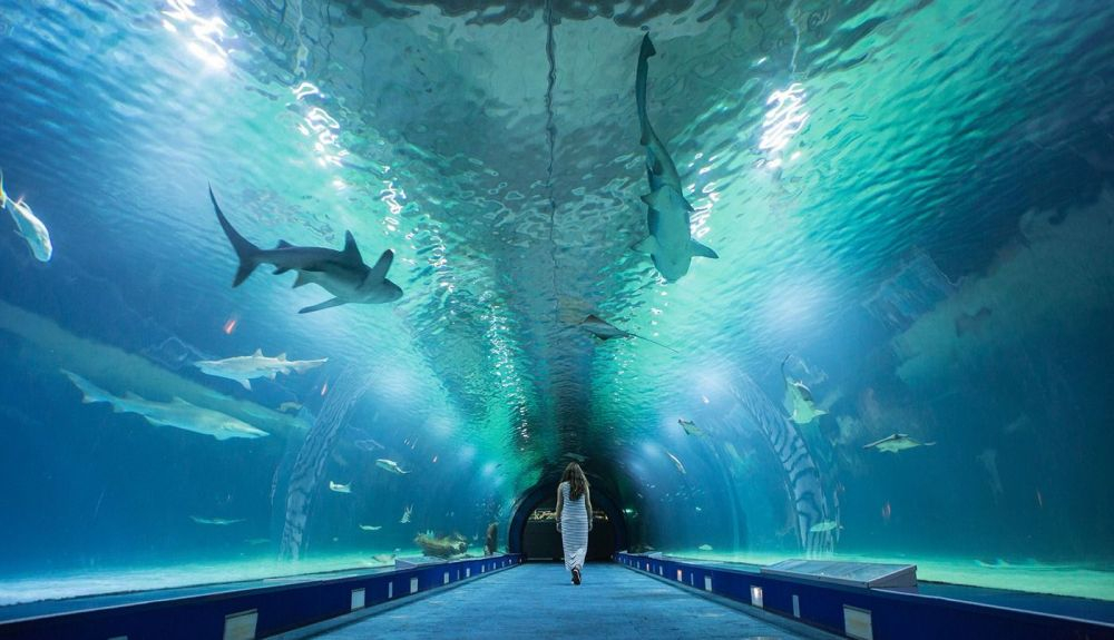 El acuario de Valencia dispone del túnel submarino más largo del continente europeo. El acuario de Valencia dispone del túnel submarino más largo del continente europeo.
