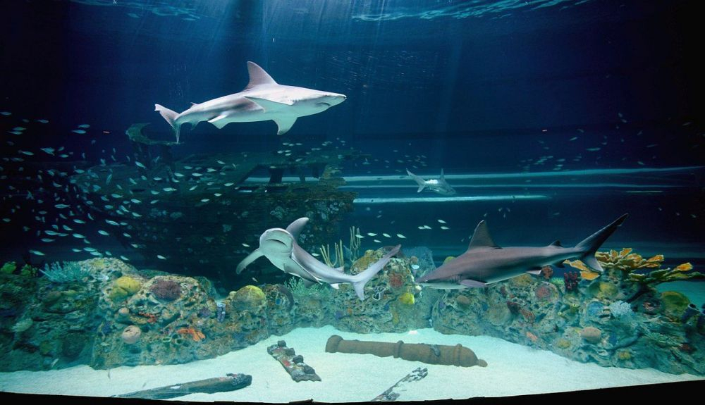 Una imagen de algunas de las especies de este acuario situado en Texas. Una imagen de algunas de las especies de este acuario situado en Texas.