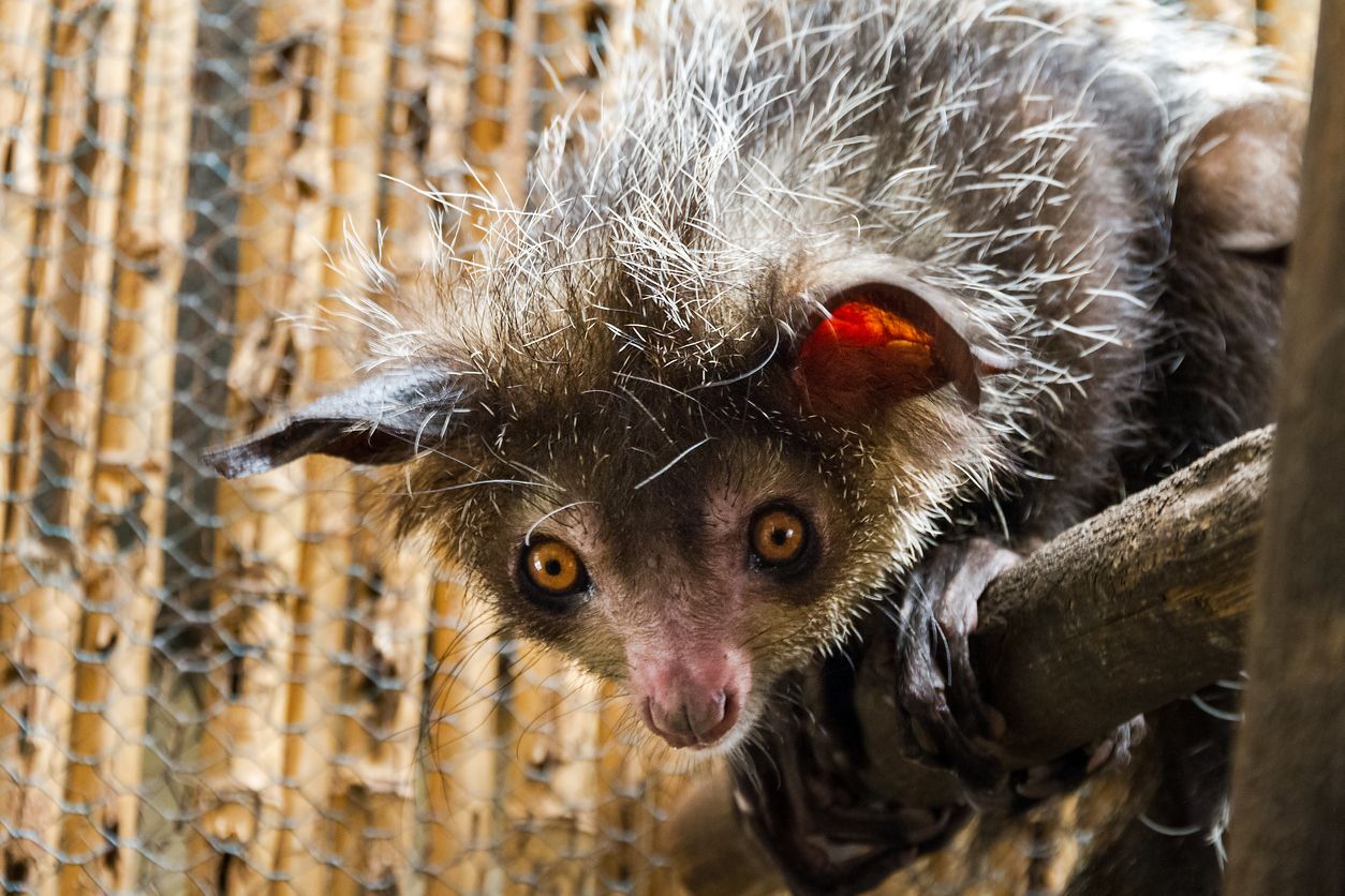 El aye aye se encuentra en peligro de extinción desde 2014.