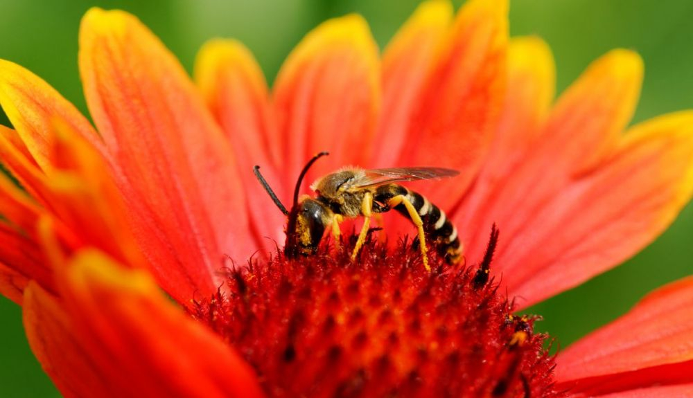 En su búsqueda de néctar, las abejas se adentran en las flores. En su búsqueda de néctar, las abejas se adentran en las flores.