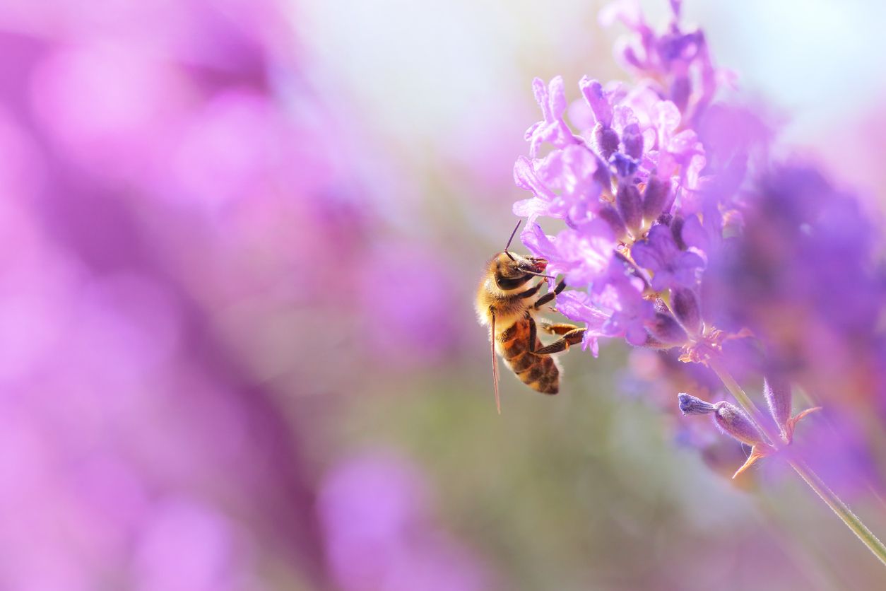 Las abejas se adentran en las flores cuando buscan néctar.