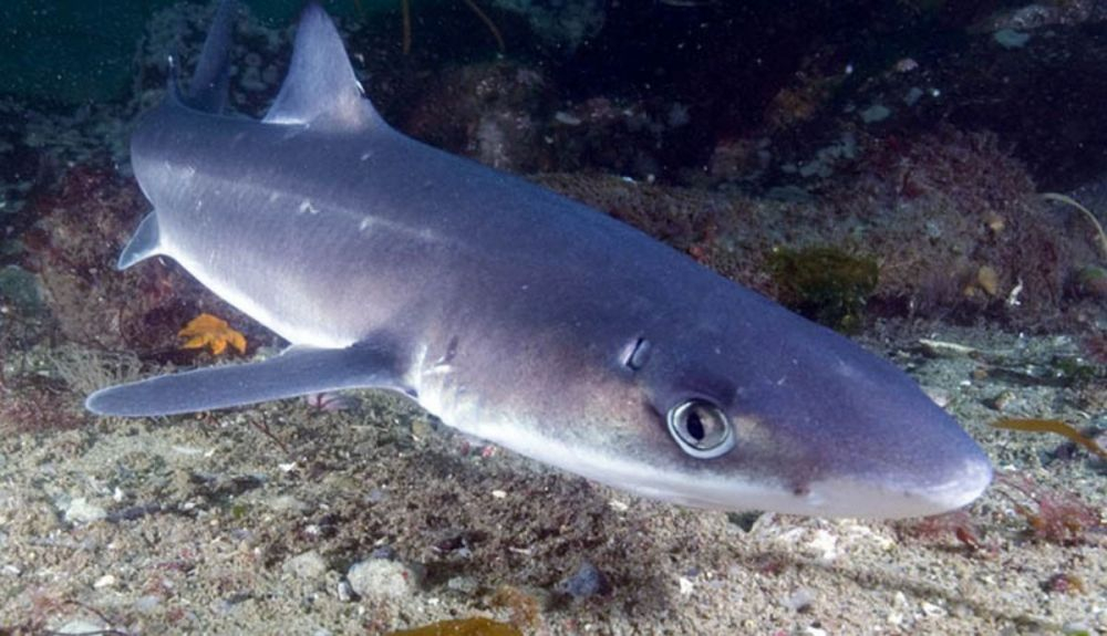 Este animal se pesca muy comúnmente. Este animal se pesca muy comúnmente.